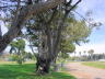 The Park