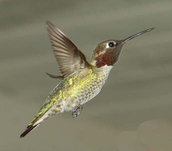 Hummingbird